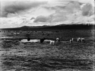 Lamas und Alpakas : Lamas und Alpakas weiden auf einer Hochgebirgsweide am Ufer eines Flusses