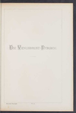 VI. 21. Die Venusbrust-Pfirsich
