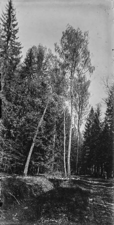 Wald : Blick in einen Hochwald