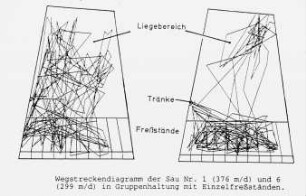 Wegstreckendiagramm der Sau Nr. 1 (386 m/d) und 6 (299 m/d) in Gruppenhaltung mit Einzelfreßständen