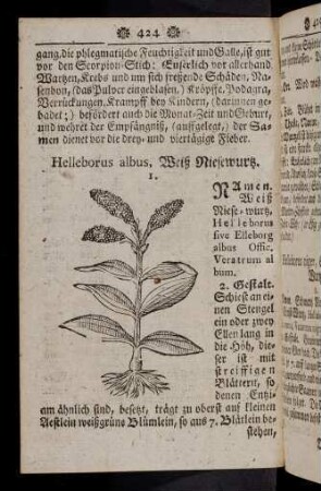424-435, Helleborus albus - Horminum hort.