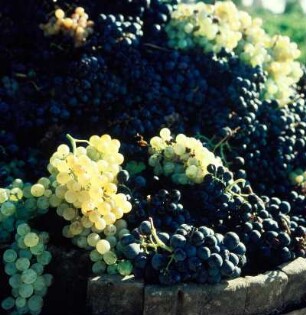 Italien. Weinlese, Trauben in einem hölzernen Bottich