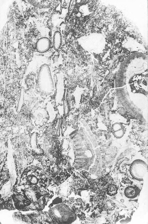 Dolomitknolle, Dünnschliff (R. Potonié) : Geologie | Kohlengeologie | Das mikroskopische Bild der Kohle (Mikroskopische Kohlenpetrographie)