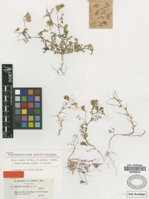 Ervum lunatum Boiss. & Balansa [isotype]