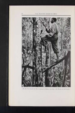 Abb. 10b Das Anzapfen der Hevea brasiliensis in Manáos. (Aus Grafe, "Die Pflanzen und der Mensch")