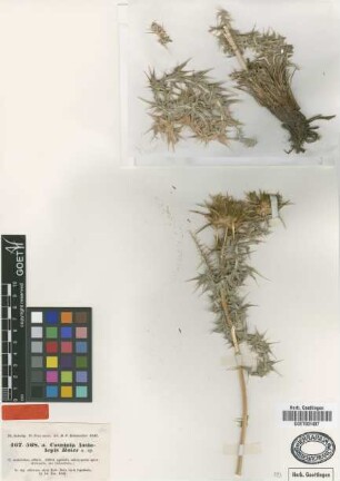 Cousinia lasiolepis Boiss. [type]