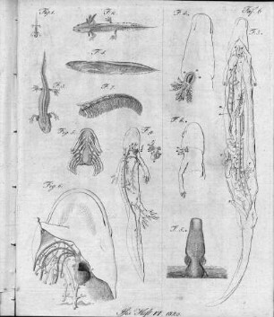 Tafel 6 zu Isis 1820 Heft VI. 1820