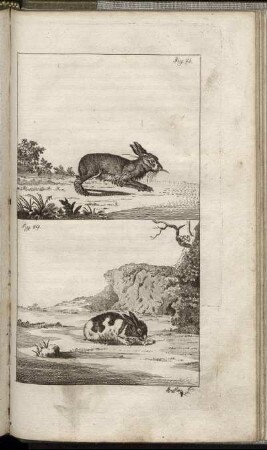 Fig. 48. - Fig. 49.