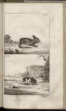 Fig. 48. - Fig. 49.