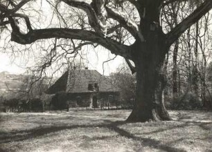 Sachsen. Meißen. Schloss Siebeneichen. Park. Große Platane beim Försterhaus