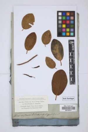 Ficus rubiginosa