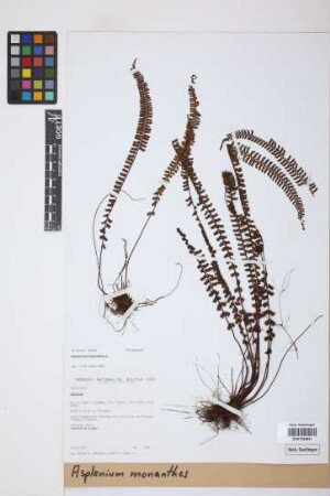 Asplenium monanthes