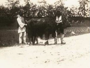Rumänische Bauern mit Büffeln