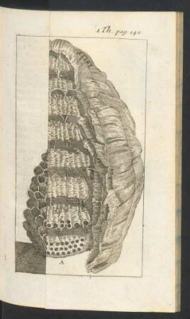 Tafel: Wespen-Nest von innen anzusehen.