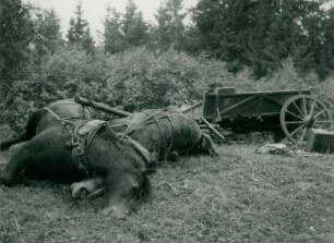 Brückenbau über den Njemen bei Kowno, Sowjetunion, 1941
