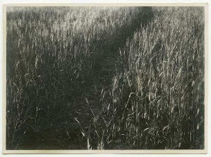Weg im Weizenfeld (el-bak'a)