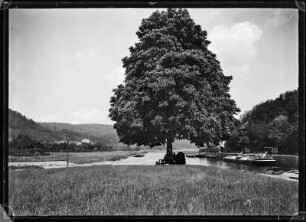 Hannoversch Münden. Alte Kastanie mit Baumbank. Zusammenfluss von Werra und Fulda als Weser