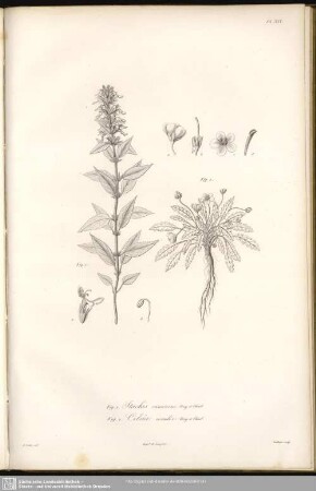 Fig. 1.Stachis canescens, Bory et Chaub. Fig. 2 Celsia acaulis, Bory et Chaub