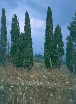 Italien. Toskana. Volterra. Zypressengruppe