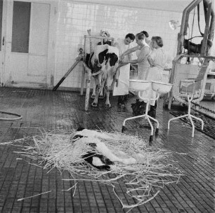 Dresden-Reick, Oskar-Röder-Straße 6. Tierklinik. Kaiserschnitt bei einer Kuh. Tierarzt und Assistenten nach dem Eingriff. Im Vordergrund das neugeborene Kalb auf Stroh
