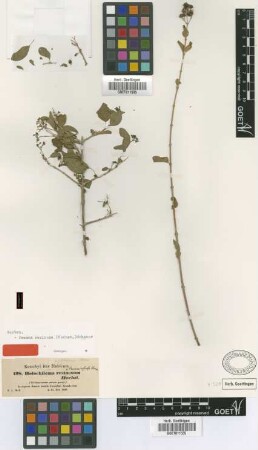 Holochiloma resinosum Hochst. [isotype]