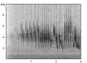 Buchfink | Fringilla coelebs - Ruf, Gesang