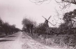 Land Wursten, bei Spieka. Holländerwindmühle neben einer Weidenallee