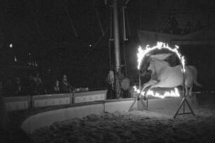 Gastspiel des Zirkus Hagenbeck auf dem Messplatz in Karlsruhe