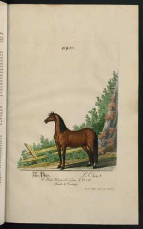 Equus. Das Pferd. Le Cheval. Familia I. Einhufige
