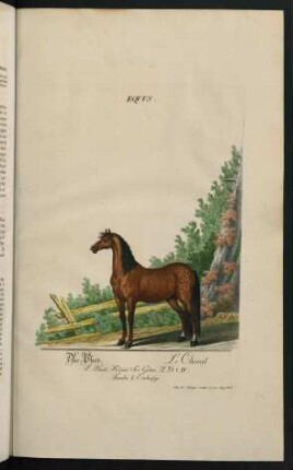 Equus. Das Pferd. Le Cheval. Familia I. Einhufige