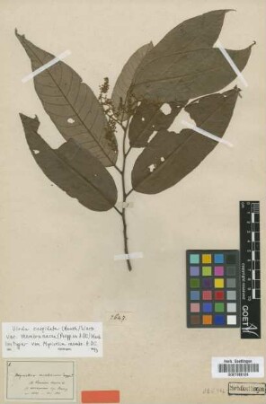 Virola cuspidata (Benth.) Warb. var. membranacea (Poepp. ex A.DC.) Warb.