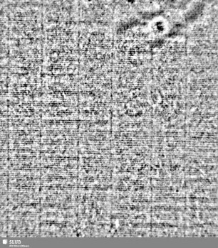 Lilie / CVC = S.7/8