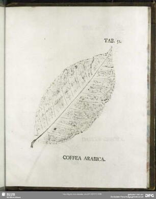 Tab. 51. Coffea Arabica. (Arabica-Kaffee)