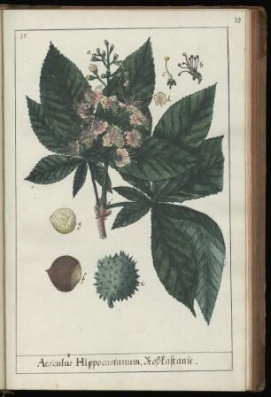 18. Aesculus Hippocastanum. Roßkastanie