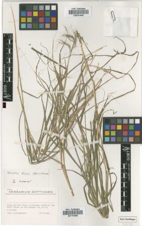 Bothriochloa bladhii (Retz.) S.T.Blake