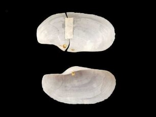 Laternula japonica