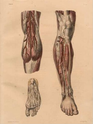 Arterien von Bein und Fuß
