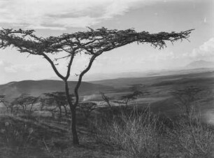 Hügellandschaft : Hügellandschaft zwischen dem Mount Meru und dem Kilimandscharo-Massiv