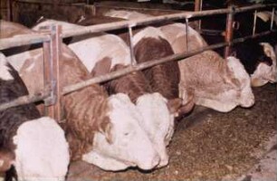 Fotografie: Tierproduktionsverfahren, Bullenmast, Futtervorlage, Fressbereich, Fressgitter, Maissilage