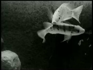 Tilapia multifasciata (Cichlidae) - Kampf zweier Männchen