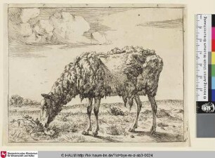 [Un mouton à demi-tondu, qui broute; ein halbgeschorenes, grasendes Schaf]