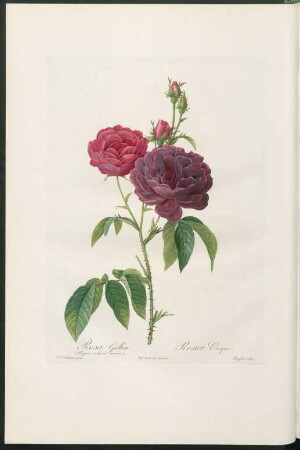 Rosa Gallica. (Purpuro-violacea magna.) Rosier Evêque. Langlois sculp.