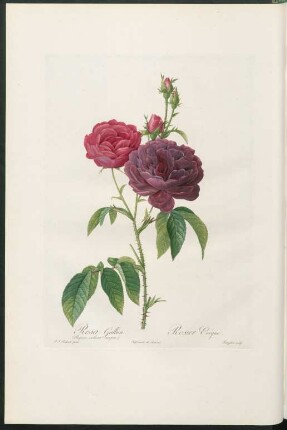 Rosa Gallica. (Purpuro-violacea magna.) Rosier Evêque. Langlois sculp.