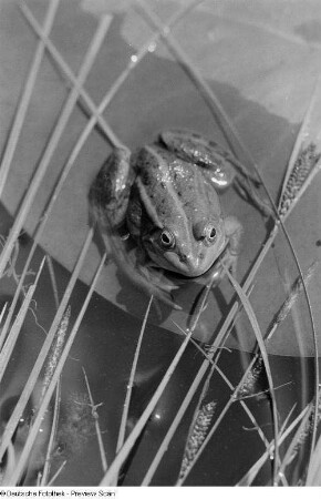 Frosch in einem Tümpel