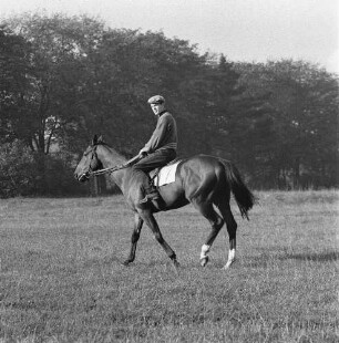 Gangarten des Pferdes. Jockey beim Schritt-Gang im Moritzburg