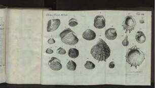 Tab. VIII. Schröters Einleit. III. Band.