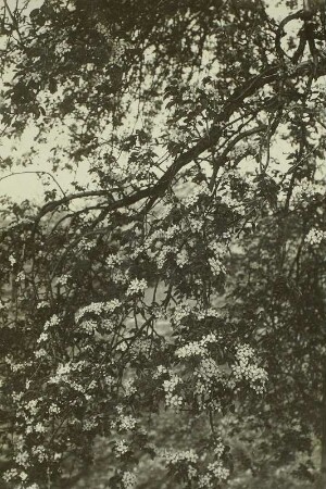 Birnenblüte, aufgenommen bei Cossebaude