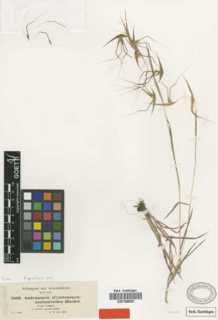 Andropogon anthistirioides Hochst. ex A.Rich. [Isosyntype]