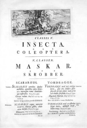 Insecta / Maskar