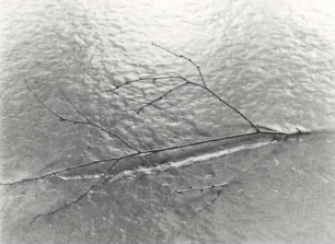 Eingefrorener, kleiner Ast